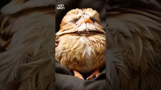 cute animals 🐦 #cuteanimals