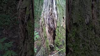 Magical Tree Forest #magical #trees #deepforest #forests #nature #hikes #icestorm #wilderness #fyp