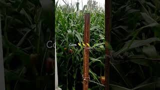 🌽 #india #indiagriculture #indianfood #corn #indiagram
