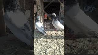 Kabootr laky video