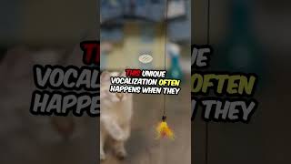 Did you know that Cats sometimes Chirp?? #cat #catshorts #catvideos #catlover #catknowledge