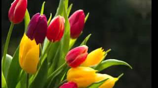 WebAds 555
