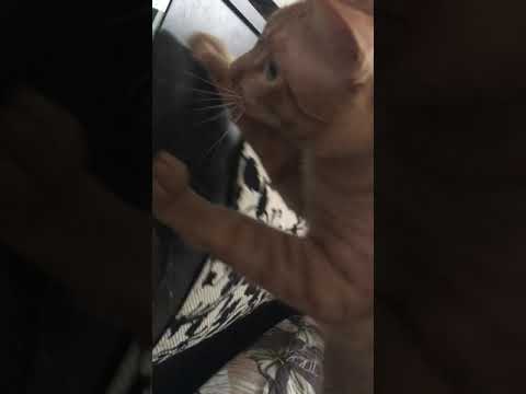 (NEKO)每天早上醒來叫醒我的不是夢想  是床頭櫃