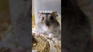 焦糖都親你了，訂閱一下啦🥰丨羅東東丨焦糖丨三線鼠丨原生色