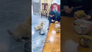 Sweet 🥺🥹#view #like #like4like #subscribe #viewers #viralshort #shorts #shere #dog #please #comedy