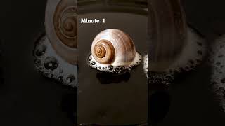 Empty Snail Shell in Hydrochloric Acid
