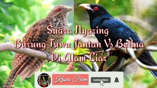Suara Nyaring Burung Tuwu Jantan Vs Tuwu Betina Di Alam liar