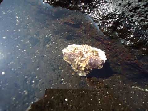 Funny little crab flipping over lightning fast