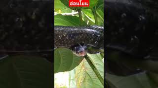fallow.#snake #poison #cobra #india #indonesia #งูจงอาง #nature #forest #snakelover #snakehunter