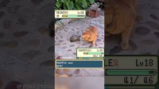 Squirtle 🐢 vs Meowth 🐈 irl 💀 #pokemon