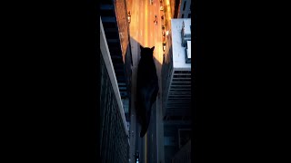 LIKE if this GIANT CAT just walked into your nightmares! 🐱🏙️ Did NYC just get claimed?! 😱