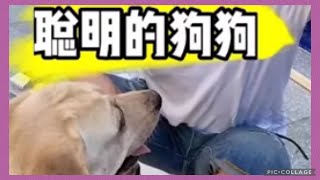 Seven 懂事真貼心♥️❤️💕Labrador seven #拉布拉多#寵物拉拉#老四