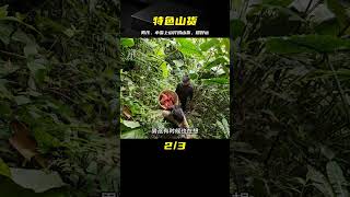 男孩和小雪一早就上山，運氣很好收獲特色美食山貨 #荒野求生 #荒野独居 #求生挑战 #生存挑战 #荒野
