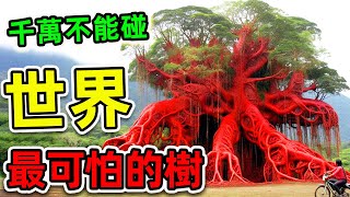 全世界最奇特的10棵樹！“人類血樹”竟真實存在？“非洲死亡樹”只排第3，第一名看見千萬別碰，否則後悔終生。|#世界之最top #世界之最 #出類拔萃 #腦洞大開 #top10 #最奇特的樹