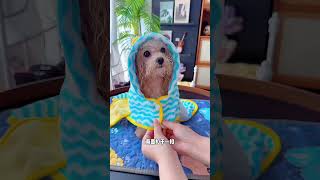 #Pet supplies recommendation# Dogs are pets but also family members#cute #puppy #cutedog #shorts🐶