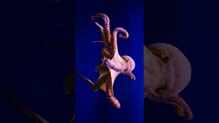 octopus🐙 😛😛#shorts #seafood  #octopus #mollusca #animals