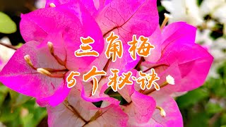 掌握5个秘诀，三角梅四季开花不断！