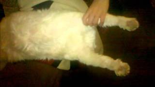 Feliciano, The Feline Slinky