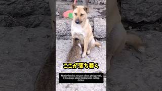 犬さんと猫さんの動画見て笑ったら寝ろwww #猫のいる暮らし #犬のいる暮らし