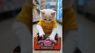 A cat unboxes an electric RC car pat   5 🎮😼🚗 #Shorts #ToyUnboxing #Cat #ToyCar