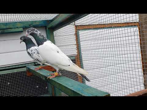 Pakistan pigeon taddy uk