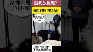 教狗是管理他,不是放任順著他 #邊境牧羊犬