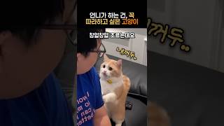 언니가 하는거는 다 따라하고 싶은 고양이 #따라쟁이냥 #동물