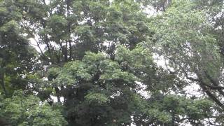 PowerShot ELPH 300 HS Test 2