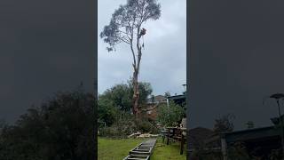 Storm damage tree removal #treesurgeon #australia #gumtree #arborist #shorts #shortvideo