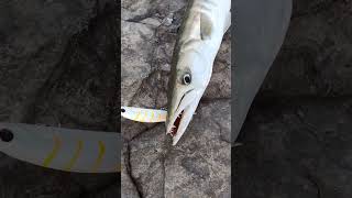 Angry Barracuda😈 On white #tiger #lure  #fishing #shorts #views