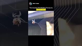 Nature’s Engineer: The Little Orb Weaver Spider!🕷️🕸️ #facts #shorts #nature