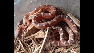 Join me as I feed my colubrid snake collection