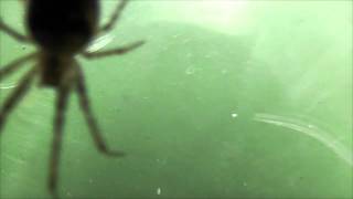 Rare Spider