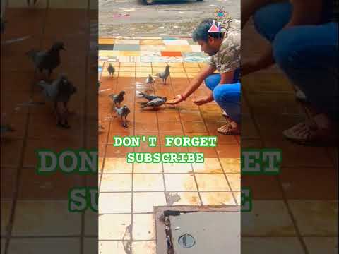 I love birds #shorts #shortvideo #short