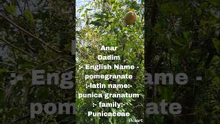 #Anar# pomegranate #Darim# Dantbeej # pomegranate #Shorts#viral shorts