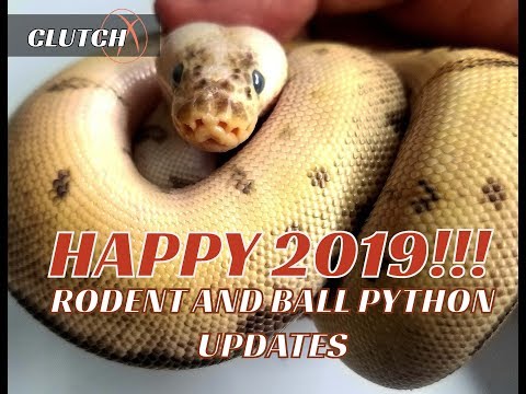 RODENT & BALL PYTHON UPDATES, TALK, AND QUESTIONS