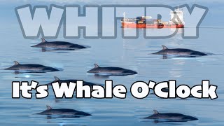 Amazing Whale Watching Experience At Whitby