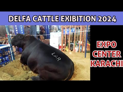 Delfa Cattle Exibition 2024 | Expo Center Exibition Karachi 2024