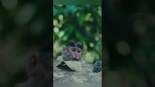 Looking for his crush 😉😉 #relatable #funnyanimals #amazingwildlife #subscribetomychannel