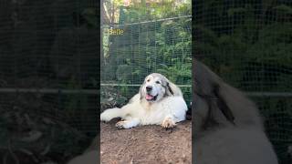 Belle #greatpyrenees #todaysrunrun #GreatPyrenees #TodaysRunRun