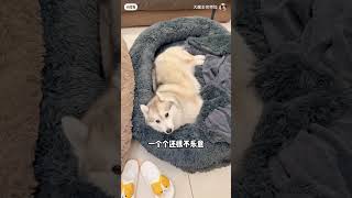 当全家都爱上了睡狗窝#是宠物更是家人 #柯基 #狗狗 #萌宠 #养狗 #我的宠物搭子 #我的宠物搭子 #狗狗的日常 #哈士奇 #柯基 #pets #萌寵