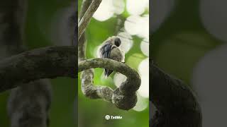 Did You Know? Meet the Velvet Fronted Nuthatch - The Tree Hopper 🌴