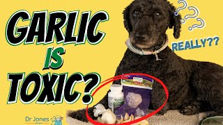 Is Garlic Bad for Dogs? Here’s the Surprising Truth!