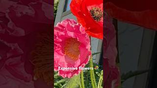 Beautiful expensive flowers in Canada 🍁 #song #bollywood #flowers #expensiveflowers