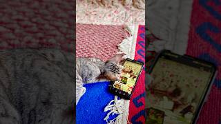 Unbelievable! Cat uses phone & likes her own YouTube shorts! 🙀