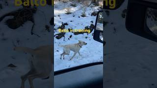 Yellow lab wants to be Balto #yellowlab #labrador #balto #dreambig