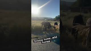 #wildhorses #wildmustangs #nevada #nevadalife #desertlife #wildlife #nature #beauty #blainezworld