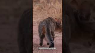 猫的速度太快了#野生动物零距离#看动物世界品百味人生 #猫咪