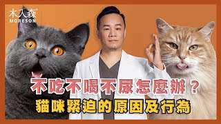 不吃不喝不尿怎麼辦？貓咪緊迫的原因及行為🐱｜木入森Moreson​
