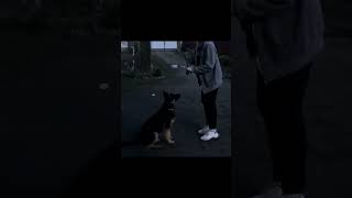 #shortvideo #джек #dog #німецькавівчарка #прогулянка #команди